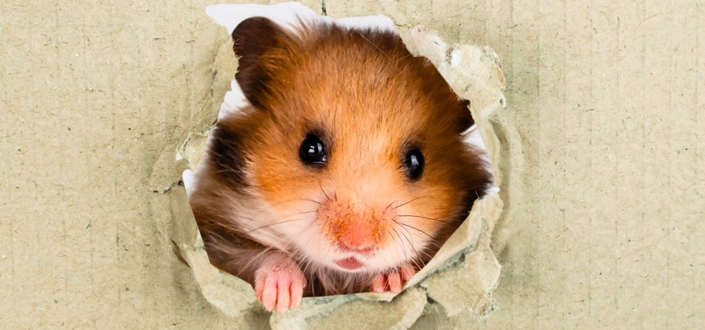 Hamster nagt sich durch Karton, bereit für Energy Sharing
