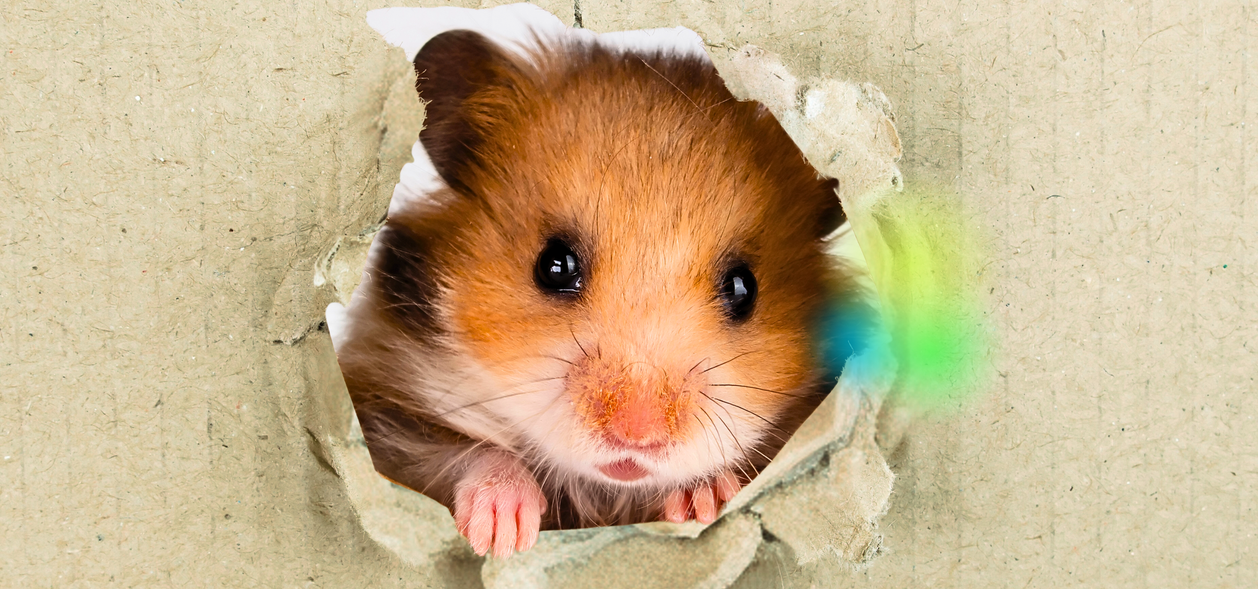 Hamster nagt sich durch Karton, bereit für Energy Sharing.